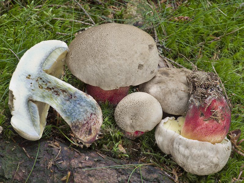 Boletus calopus